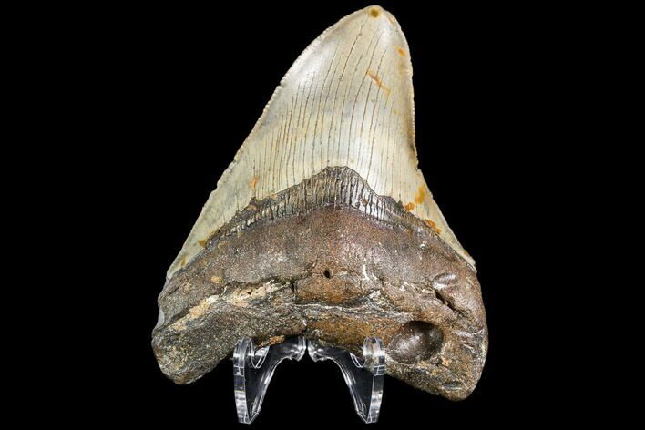 Fossil Megalodon Tooth - North Carolina #109002